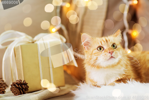 Image of red tabby cat on sofa with christmas gift at home