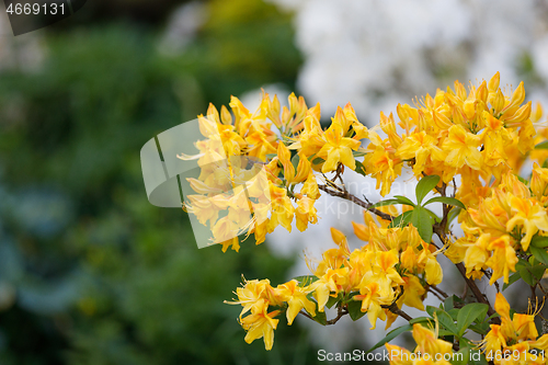 Image of Flowering flower azalea, rhododendron in spring garden