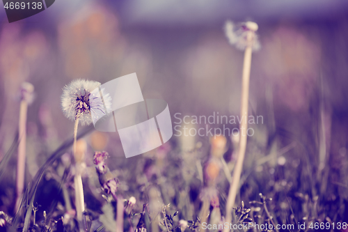 Image of close up of Dandelion, spring abstract color background