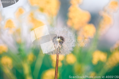 Image of close up of Dandelion, spring abstract color background