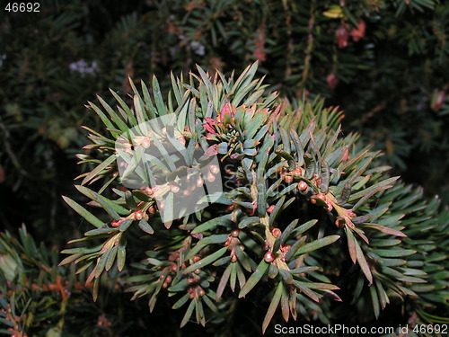 Image of Yew Branch