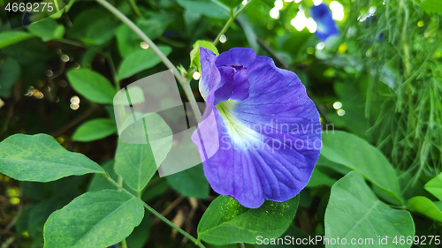 Image of Butterfly Pea Flower