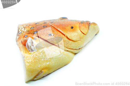 Image of Grouper fish head on white background
