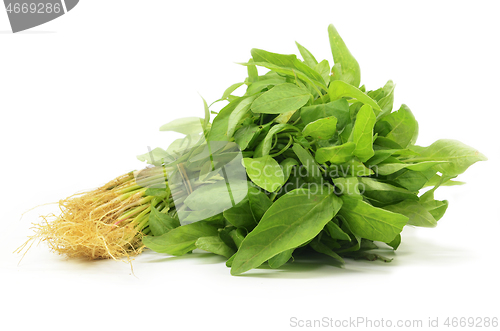 Image of Fresh Chinese spinach isolated