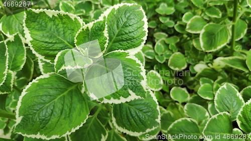 Image of Fresh variegated Indian borage plant