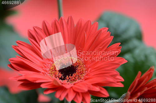 Image of Beautiful red gerbera daisy