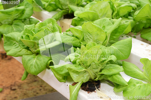 Image of Lettuce vegetable growing in hydroponic farm