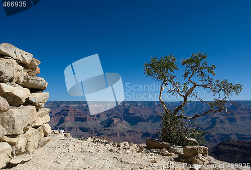 Image of Tree in Grand Canyon