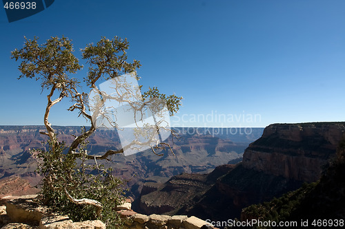 Image of Tree 