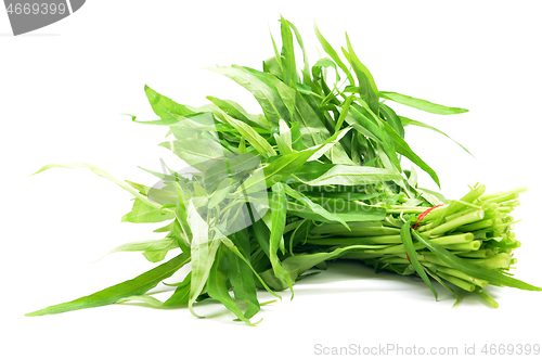 Image of Water spinach or morning glory