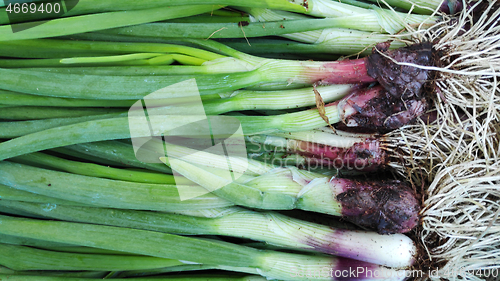 Image of Row of spring onions