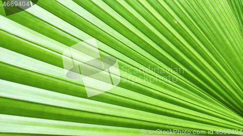 Image of Green leaf of elephant fern plant