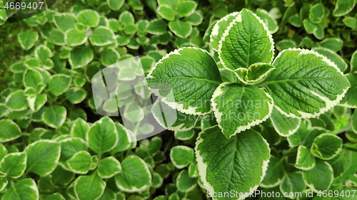 Image of Fresh variegated Indian borage plant