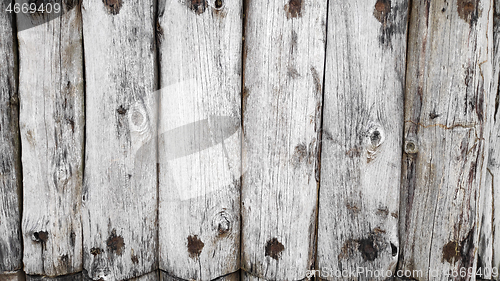 Image of Natural tree wood trunk