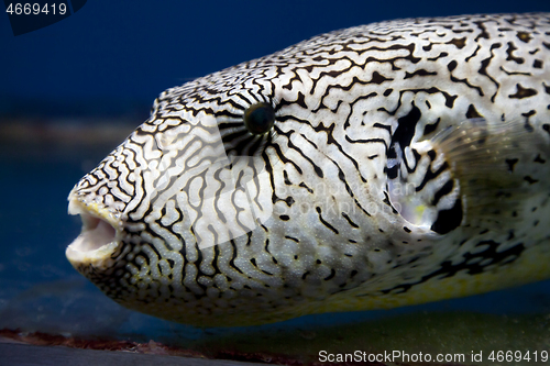 Image of Exotic fish in aquarium