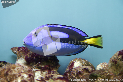 Image of Blue surgeonfish - Paracanthurus hepatus