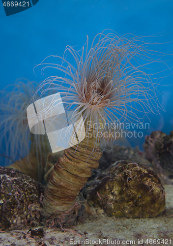 Image of Underwater tube anemone