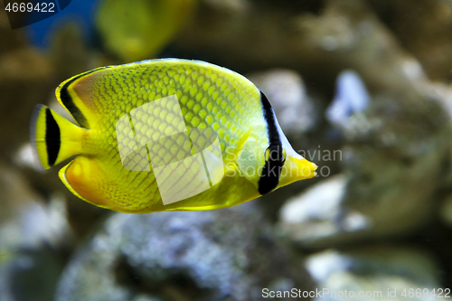 Image of Yellow Butterfly fish Chaetodon rafflesi