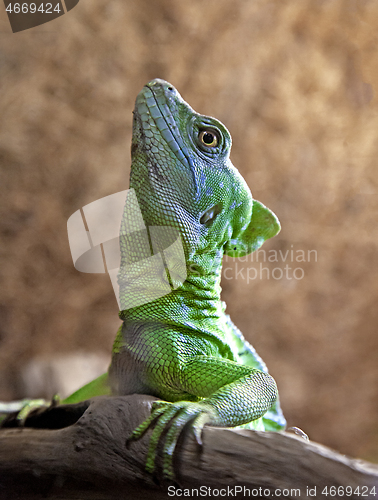 Image of Green or plumed basilisk close up