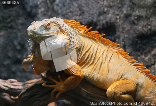 Image of Close-up of a red iguana