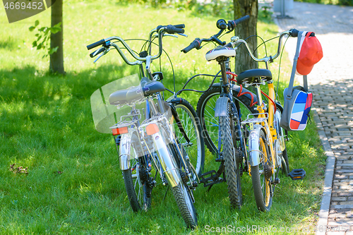 Image of four bikes of different sizes standing on the lawn in the park