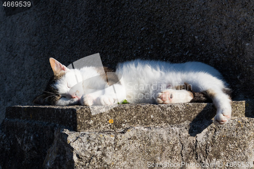 Image of Cute domestic white cat sleeping on cement wall in front of house