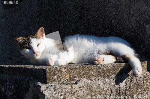 Image of Sleepy cute domestic white cat lying on cement wall in front of house looking in camera