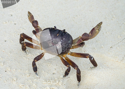 Image of Crab with raised claws ready to attack