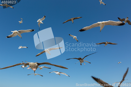 Image of Many seagulls fly against the blue sky