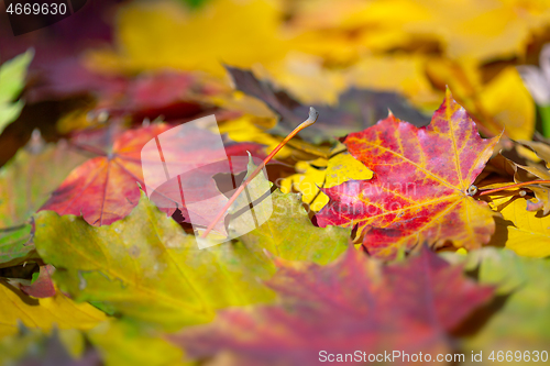 Image of autumn colorful leaves background