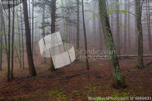 Image of fog in spring forest at morning