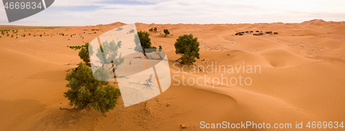 Image of Aerial panorama of trees in Sahara desert