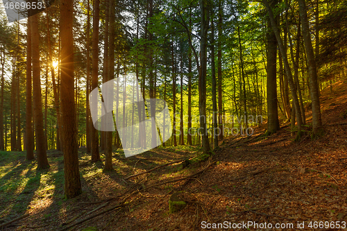 Image of Pine forest with sun rays in spring