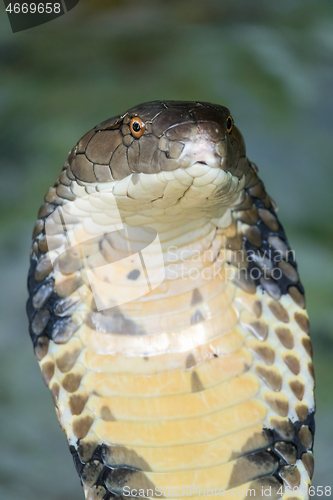 Image of Cobra snake closeup