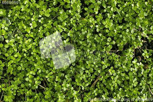 Image of Background with the Green grass