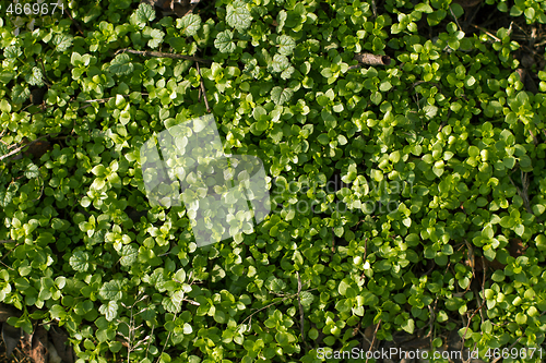 Image of Background with the Green grass