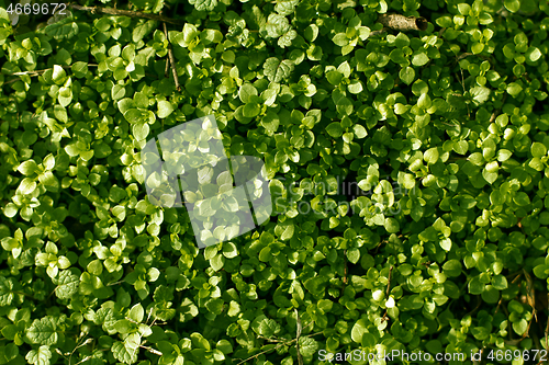 Image of Background with the Green grass