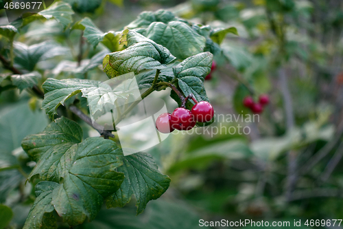 Image of Red Berries