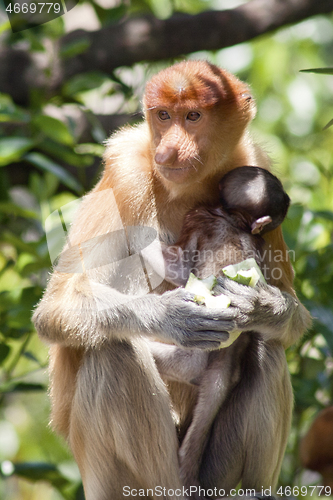 Image of Nose-Monkey in Borneo