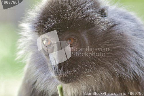 Image of Black and white Surili monkey in Borneo