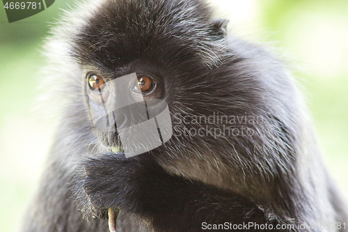 Image of Black and white Surili monkey in Borneo