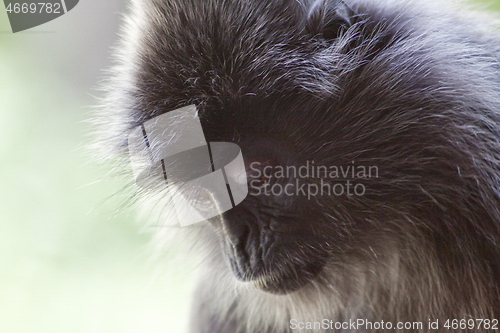 Image of Black and white Surili monkey in Borneo