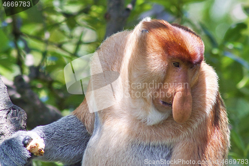 Image of Nose-Monkey in Borneo