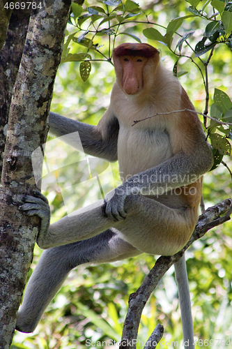 Image of Nasenaffe in Borneo