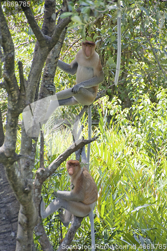 Image of Nose-Monkey in Borneo