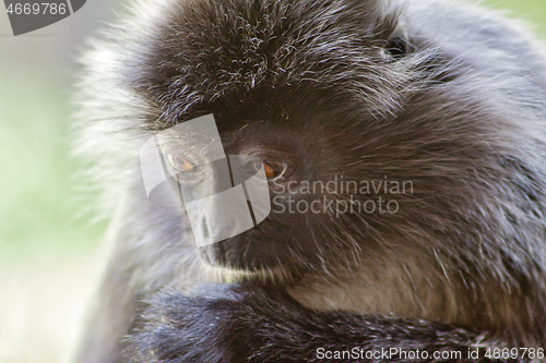 Image of Black and white Surili monkey in Borneo