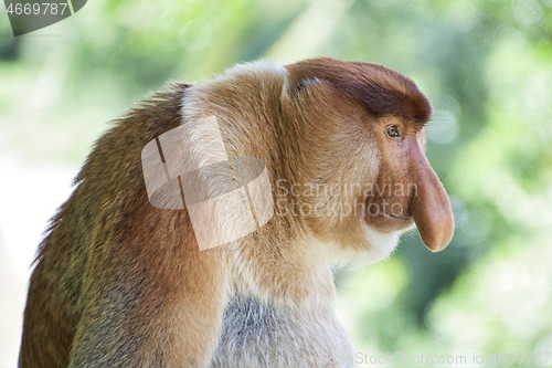 Image of Nose-Monkey in Borneo