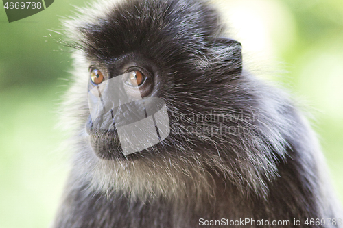 Image of Black and white Surili monkey in Borneo