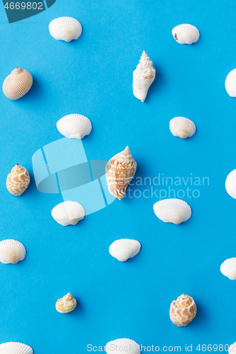 Image of different sea shells on blue background