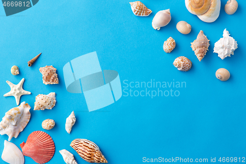 Image of different sea shells on blue background